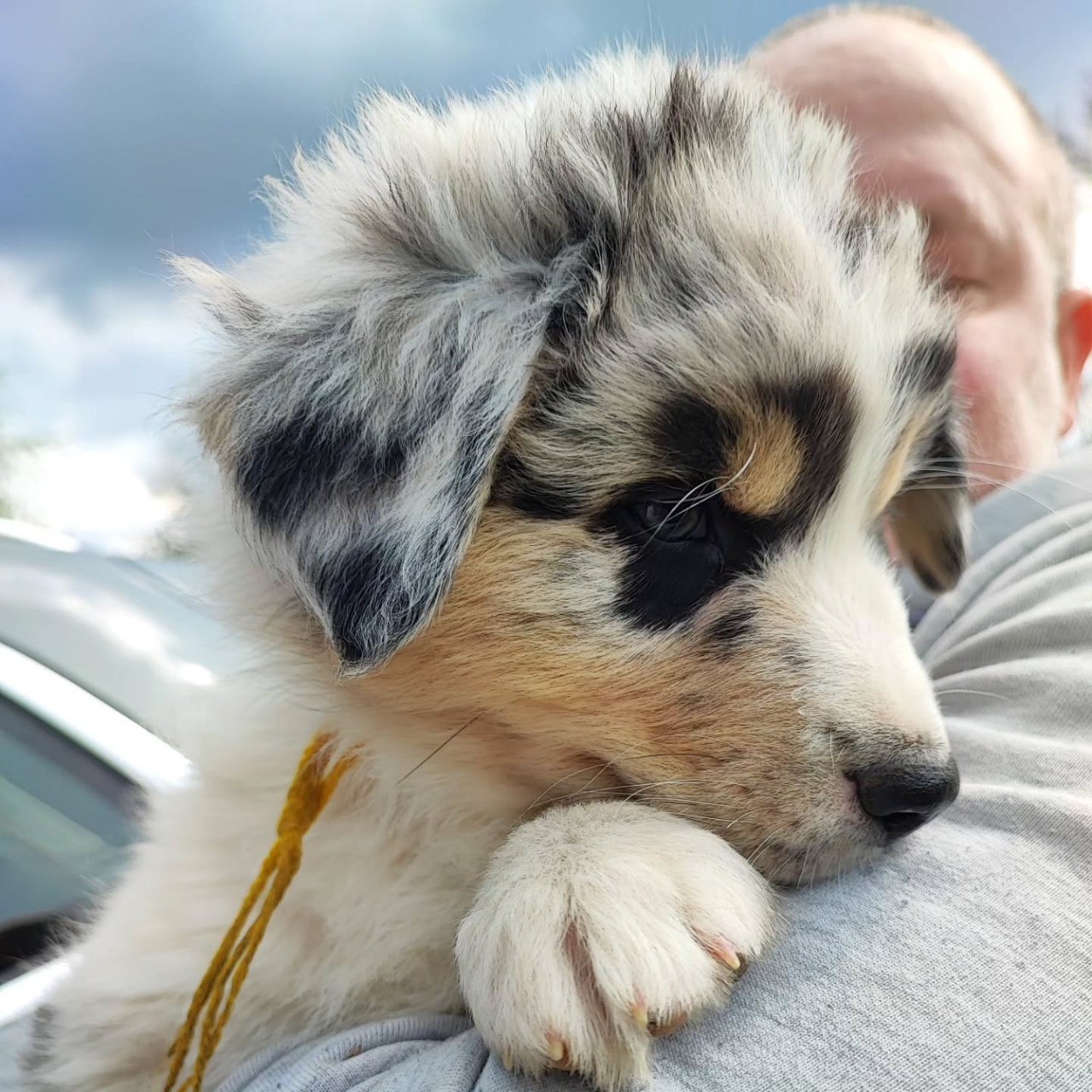 Reserved - Australian Shepherd Puppy